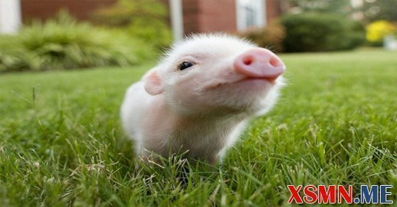 Ngủ mơ thấy con lợn đánh số mấy