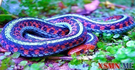 Mộng thấy rắn đánh con số bao nhiêu