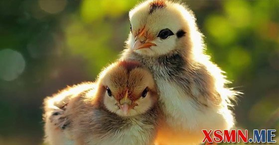 Chiêm bao thấy gà con là điềm gì