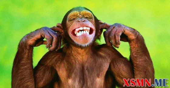 Giải mã giấc mơ thấy khỉ