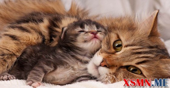 Chiêm bao mơ thấy mèo đẻ con là điềm báo gì