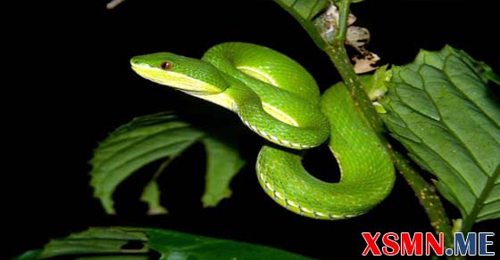 Nằm mơ thấy rắn xanh lục đánh số mấy