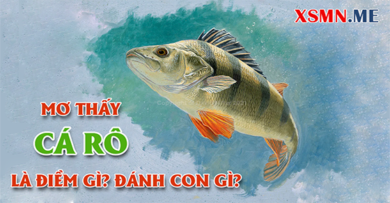Giải mã giấc mơ thấy cá rô và số đề đẹp