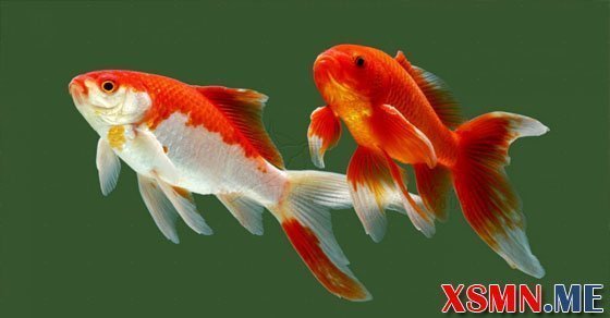 Nằm mơ thấy cá vàng đánh con gì