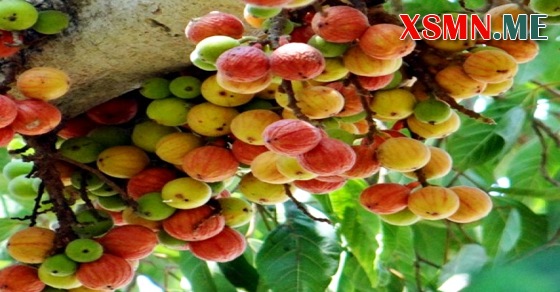 Giải mộng chiêm bao thấy cây nhiều trái