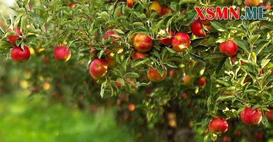 Mơ thấy trên cây có nhiều quả chín là điềm tốt lành trong kinh doanh
