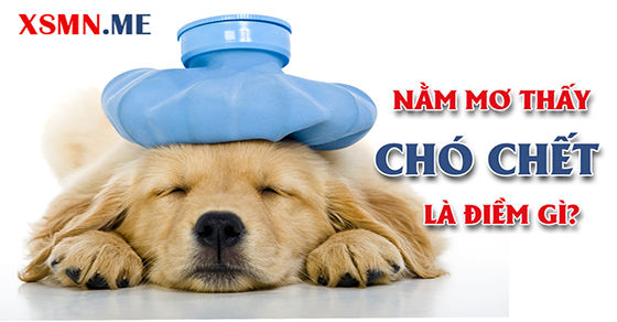 Giải mã giấc mơ thấy chó chết
