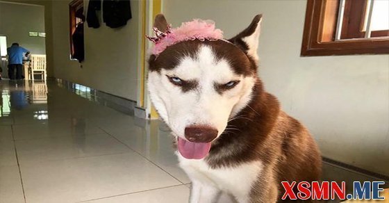 Nằm mơ thấy con chó là điềm báo gì