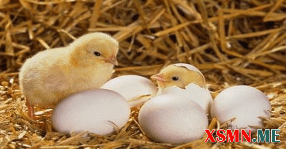 Mơ thấy gà con đánh đề số mấy?