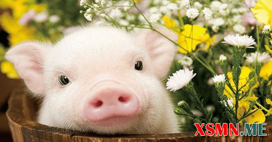 Nằm mơ heo đẻ đánh đề con gì?