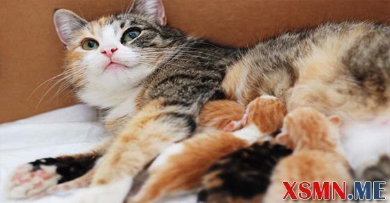 Nằm mơ thấy mèo đẻ đánh con gì may mắn