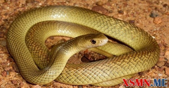 Nằm mơ thấy rắn vàng đánh con gì