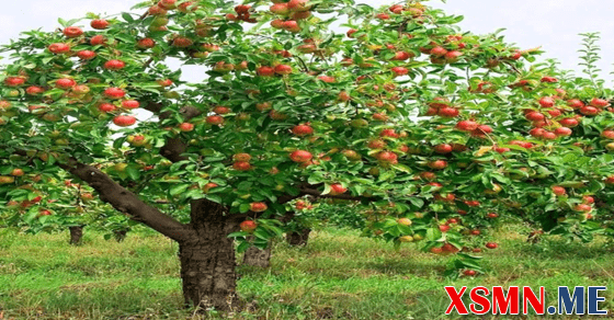 Mơ thấy cây sai trĩu quả đánh đề con gì may mắn?
