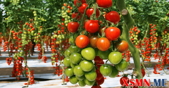 Giải mã chiêm bao thấy cây sai quả báo điềm lành dữ