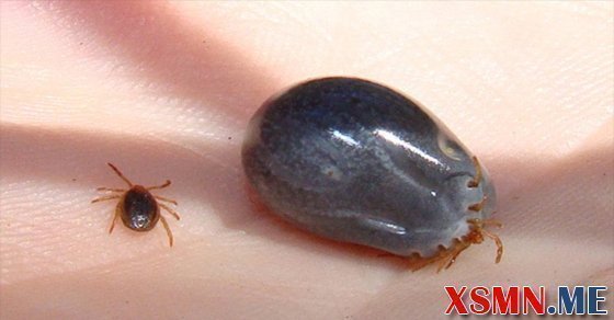 Mơ thấy con ve chó đánh số gì