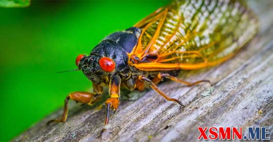 Mơ thấy con ve sầu là điềm báo gì