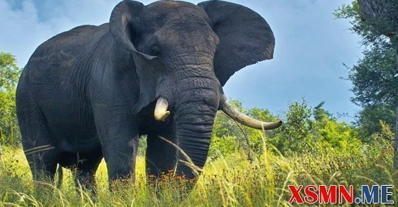 Mộng thấy voi đánh con số bao nhiêu